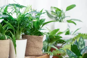 Plantas que ajudam a purificar o ar de ambientes internos, segundo a NASA.
